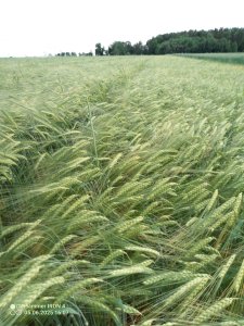 jęczmień ozimy sandra 