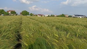 Jęczmień ozimy SU Midnight