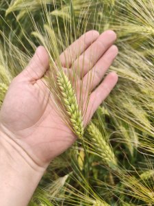 Jęczmień ozimy Winnie