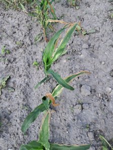 kukurydza oseva celong