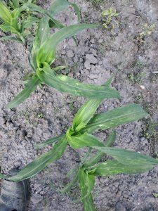 kukurydza oseva celong