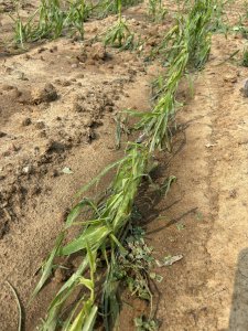 Kukurydza po Gradobiciu