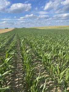 Kukurydza po mieszance gorzowskiej