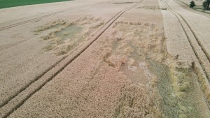 Lg Picasso i Kws Morris