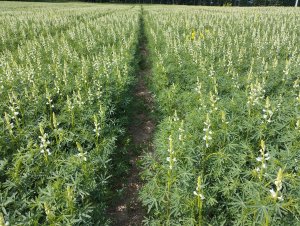 Łubin wąskolistny Tango