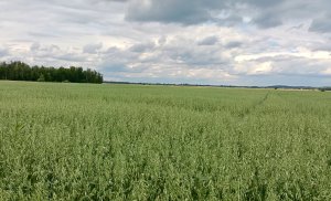Mieszanka owies + jęczmień jary