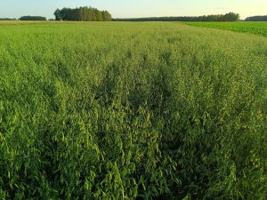 Owies ozimy RGT SOUTHWARK