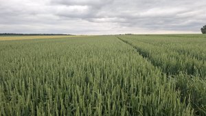 Więcej informacji o „Pallas 20.06.2025”