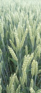 Pszenica   RGT Specialist .