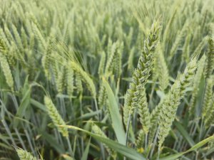 Pszenica Opoka