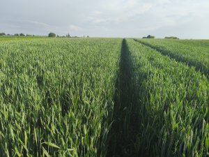 Pszenica ozima Banatus lubelskie 