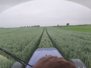 Pszenica ozima Banatus lubelskie 