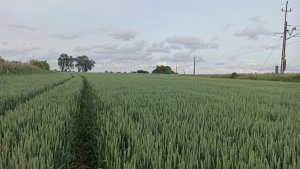 Pszenica ozima Banatus