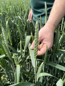 Pszenica ozima Elektra