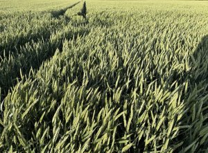 Pszenica Ozima Elektra