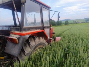 Pszenica ozima Euforia