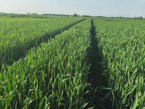 Pszenica ozima Pallas lubelskie 