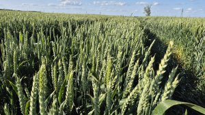 pszenica ozima rgt treffer 18.06.2025