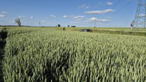 pszenica ozima su tarroca 18.06.2025