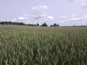 Pszenżyto liborius