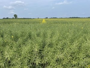 Rzepak - stan na 02.06