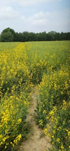 Rzepak ozimy 02.06.2025