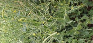 Rzepak ozimy 02.06.2025