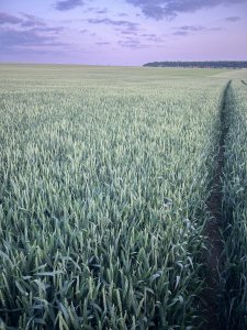 SU Banatus siew 28.10