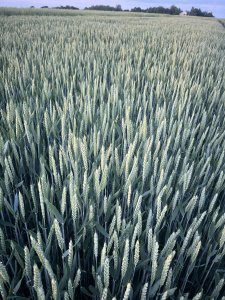 SU Banatus siew 28.10