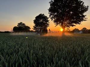 T3 w Pszenica Elektra