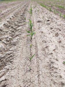 Wsiewka kukurydzy w kukurydzę