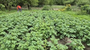 Ziemniaki 09.06.2025