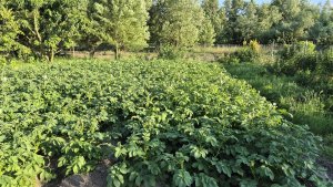 ziemniaki 18.06.2025