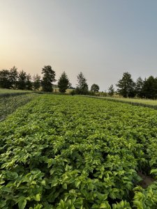 Ziemniaki Red Sonia i Bellarosa