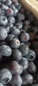 Borówka Chandler - Bluecrop