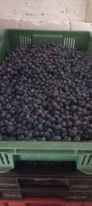 Borówka Chandler - Bluecrop