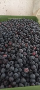 Borówka Chandler - Bluecrop