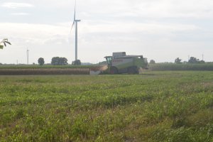 Claas Lexion 450 w rzepaku