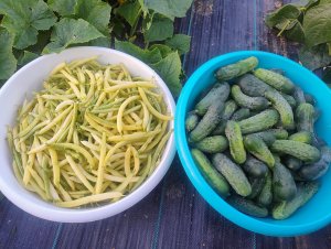 Fasolka szparagowa & Ogórki