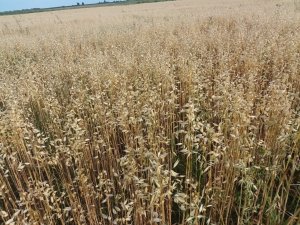 Grad wymłócił owies