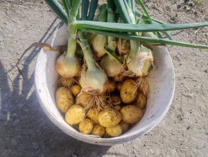Młode ziemniaki & cebula ozima