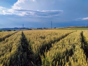 Pszenica ozima Diplom