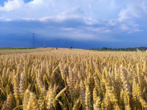 Pszenica ozima Euforia