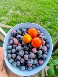 Borówka Amerykańska