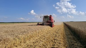 Jęczmień ozimy - Jakubus 21.07.2025