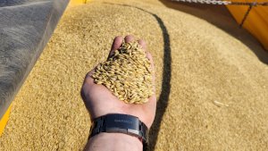 Jęczmień ozimy KWS Higgins