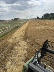 Jęczmień ozimy Sandra