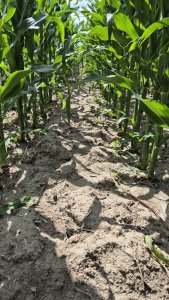 Kukurydza DKC 3972 - 06.07.2025