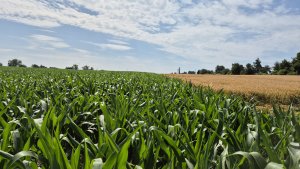 Kukurydza DKC 3972 - 06.07.2025