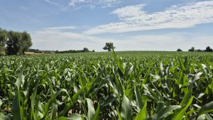 Kukurydza DKC 3972 - 06.07.2025